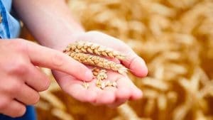 Scoperto nuovo gene, cambio del mondo in arrivo | “È il Santo Graal”